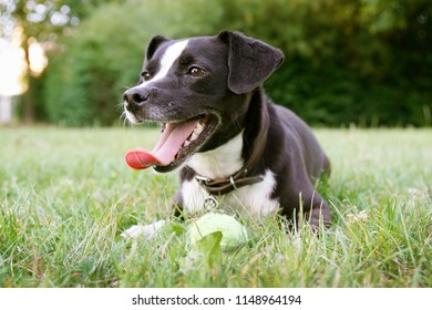 Adorable dog lying in the grass, releasing warmth through fast breathing with tongue out of the mouth and belly on the cooler ground after playing in the park with her precioussss ball       