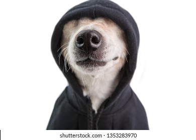 Adorable dog nose in black hoodie. Funny pet face. Positive cutie gangster style. White background. pet jokes. skeptical look