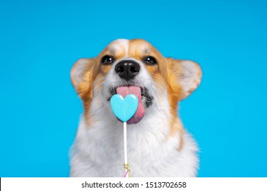 Adorable dog pembroke welsh corgi enjoy sweet candy on a blue background. Heart shaped lollipop.  Licking sweets small pet. 
