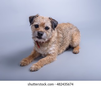 Adorable dog photo taken in studio against background. - Shutterstock ID 482435674