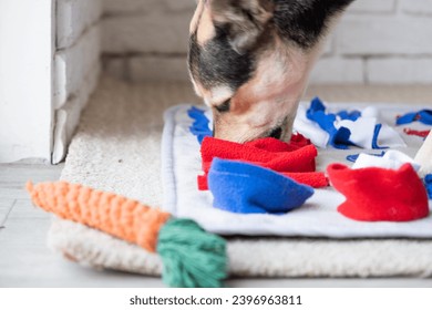 adorable dog playing with sniffing mat at home - Powered by Shutterstock