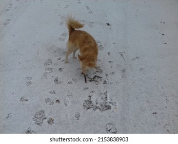 An Adorable Dog Playing With A Stick In The Snow