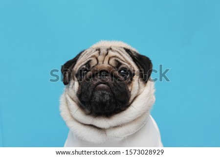 adorable dog pug breed making angry face and serious face on blue background,Pug Purebred Dog Concept
