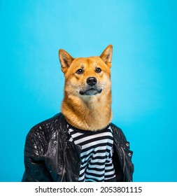 Adorable dog shiba inu with long neck and good posture in badass style leather jacket looking proud and worthy.  Funny pet theme. Blue background. satisfied cocky relaxed  face expression