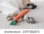 adorable dog sleeping on the rug next to the favorite carrot toy, closeup paws and toy