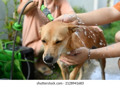 Adorable Dog Taking A Shower In The Backyard. Animal Care Concept.