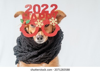 Adorable Dog Wishes You A Happy New Year 2022