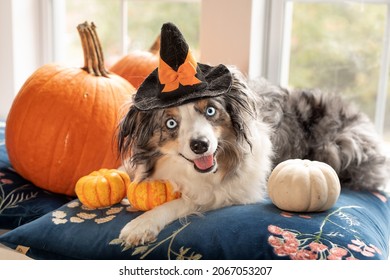 adorable dog with witch's hat celebrates Halloween - cute mini Aussie poses in window with pumpkins and gourds