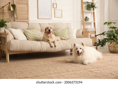 Adorable dogs resting in modern living room