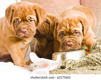 Adorable Dogue De Bordeaux Puppy