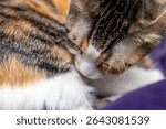 Adorable domestic cat grooming Itself, Fluffy pet cat cleaning fur. Cute feline hygiene and self care. Perfect for pet care, animal lovers, cat behavior content. pet ownership, pet friendship concept.