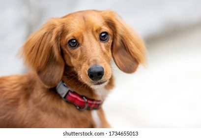Adorable dressed up with a bow tie festive dachshund portrait, he is a purebred polite gentlemen 