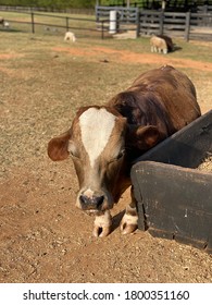 Adorable Dwarf Cow From The Countryside