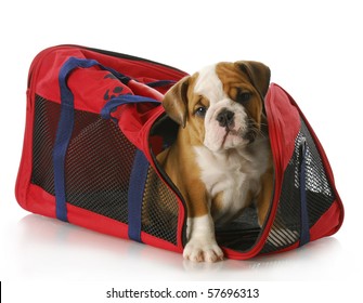 Adorable Eight Week Old English Bulldog Peaking Out Of Travel Tote Bag