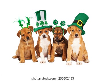 Adorable eight week old mixed Shepherd breed puppy dogs wearing St Patrick's Day hats
