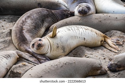 Adorable Elephant Seal Pup Laying on the Beach