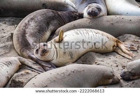 Adorable Elephant Seal Pup Laying on the Beach