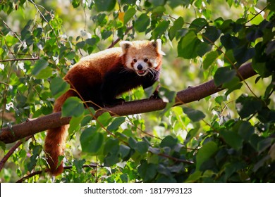 An Adorable Endangered Red Panda Walking On A Tree Branch. Found In Nepal, India, Bhutan, China And Myanmar.. The Red Panda Is Under Threat Because Of Poaching, Pet Trade And Forest Fires.