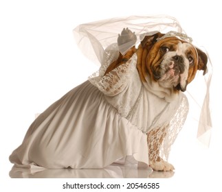 Dog Wedding Dress Images Stock Photos Vectors Shutterstock