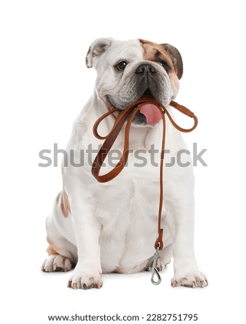 Adorable English bulldog holding leash in mouth on white background