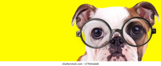 adorable english bulldog puppy with big eyes wearing glasses on yellow background - Shutterstock ID 1770416660