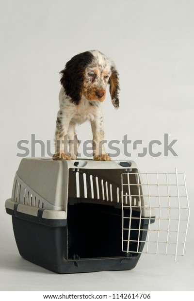 Adorable English Cocker\
Spaniel puppy stands on the travel cage in studio against white\
background. 