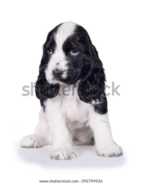 black and white cocker spaniel puppy