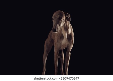 adorable english hound puppy with long legs looking away and standing in front of black background in studio