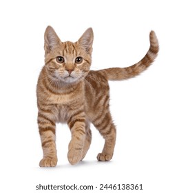 Adorable European Shorthair cat kitten, walking towards camera. Looking very focussed to towards camera. Isolated on a white background. - Powered by Shutterstock