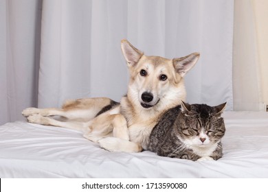 Adorable Excited Mixed Breed Dog And Sleeping Cat Resting On Bed Covered White Sheet In Living Room