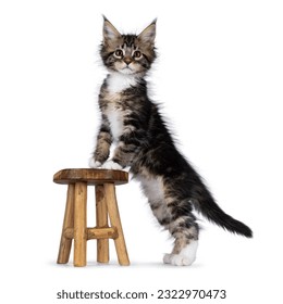 Adorable and expressive classic black tabby with white Maine Coon cat kitten, standing side ways with front paws on litte wooden stool. Looking towards camera. isolated on a white background. - Shutterstock ID 2322970473