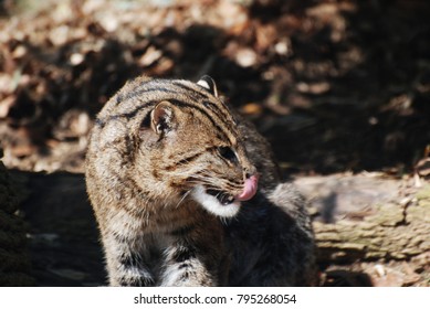 Adorable face of a fishing cat licking the tip of his nose.