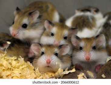 Adorable faces of little cute colorful hamsters,  a group of animals, together, parents and babies, pets for sale, for children, home, breeding, big eyes and ears, shop, exhibition, tamed, domestic