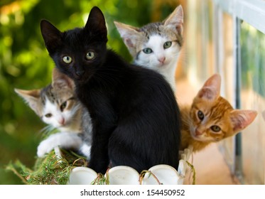 Adorable Family Of Colorful Kittens In A Pot