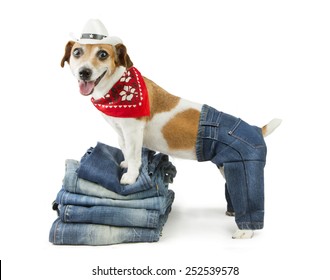 Adorable fashionable denim dog in the set of jeans things