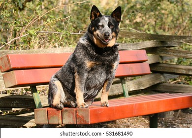 Adorable fat dog sitting on the bench in the park. Enjoying the sunshine and smiling.