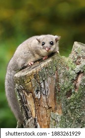 Adorable Fat Dormouse Glis Glis