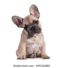 Adorable fawn French Bulldog puppy, sitting up facing front. Looking curious towards camera with blue eyes and cute head tilt. Isolated on a white background.