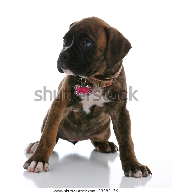 Droll Adorable Puppies Boxer
