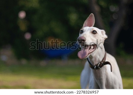Adorable female greyhound playing in nature