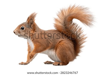 Adorable flat vector illustration of a cute red squirrel featuring a fluffy tail and friendly expression. Isolated on a transparent background, this clean and modern woodland animal graphic is perfect for children's designs, educational materials, stickers, icons, nature themes, and digital or print projects.