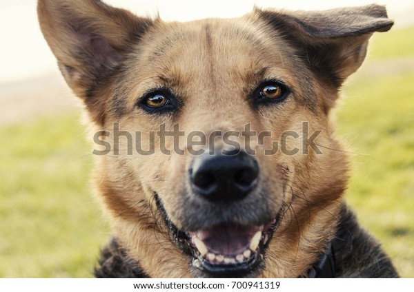 Adorable Floppy Eared German Shepherd Mixed Stock Photo (Edit Now