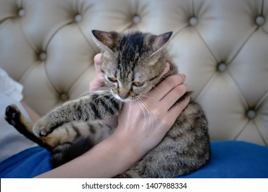 Royalty Free American Shorthair Cat Stock Images Photos Vectors