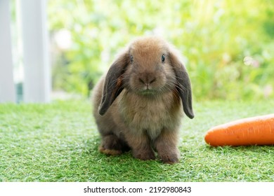 fluffy baby bunny