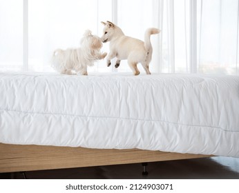 Adorable fluffy puppies between Shiba Inu Japanese dog and maltese enjoy playing together on white blanket in bedroom at home - Powered by Shutterstock