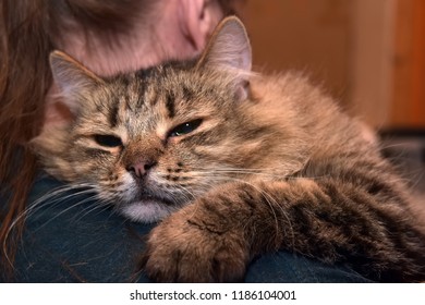 Adorable Fluffy Siberian Purebred Brown Tabby Stock Photo (Edit Now ...