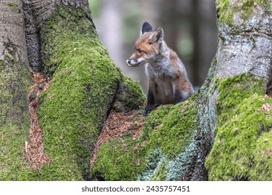 Adorable fox with a licking nose is posing in the forest between two  trees. Horizontally.  - Powered by Shutterstock