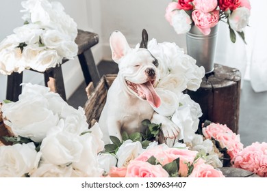 Adorable Frechies dog (French Bulldog) sitting on roses background