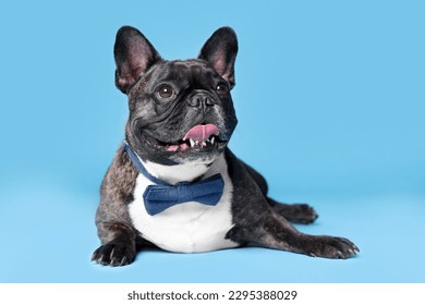 Adorable French Bulldog with bow tie on light blue background