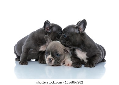 Adorable French Bulldog Cubs Protecting Comforting Stock Photo 